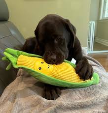 Corn on the Cob Plush Dog Toy with Squeaker – Fun Chew Toy